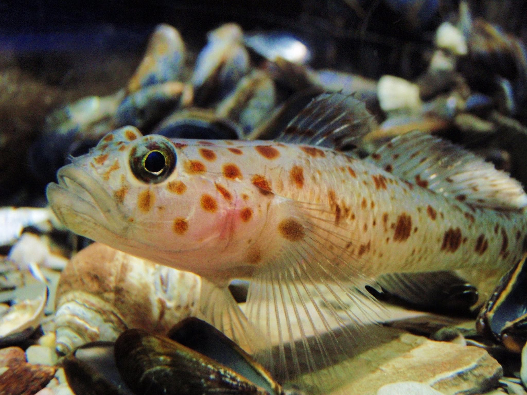 Ilfracombe Aquarium - Photo