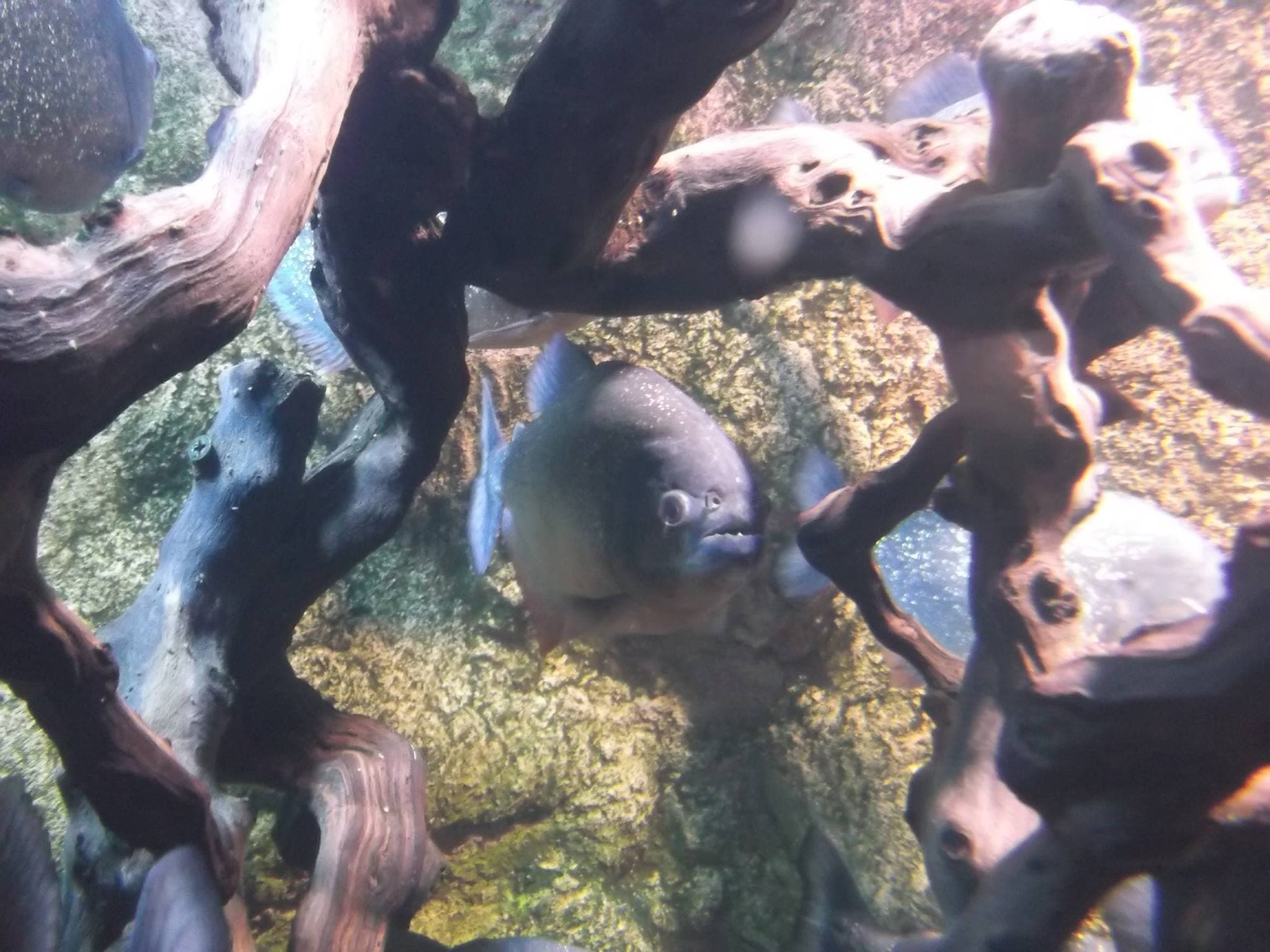 Sealife Adventure - Photo
