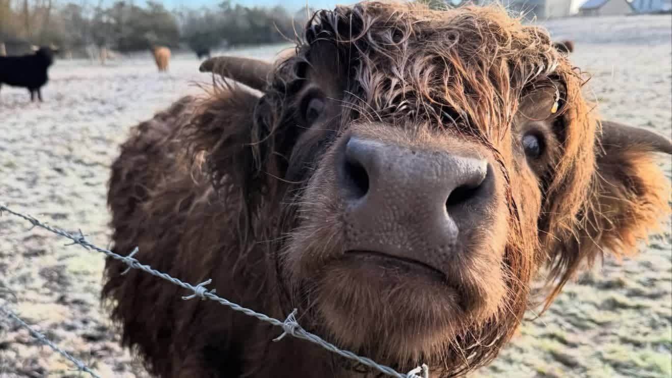 Highland Cow Cottage