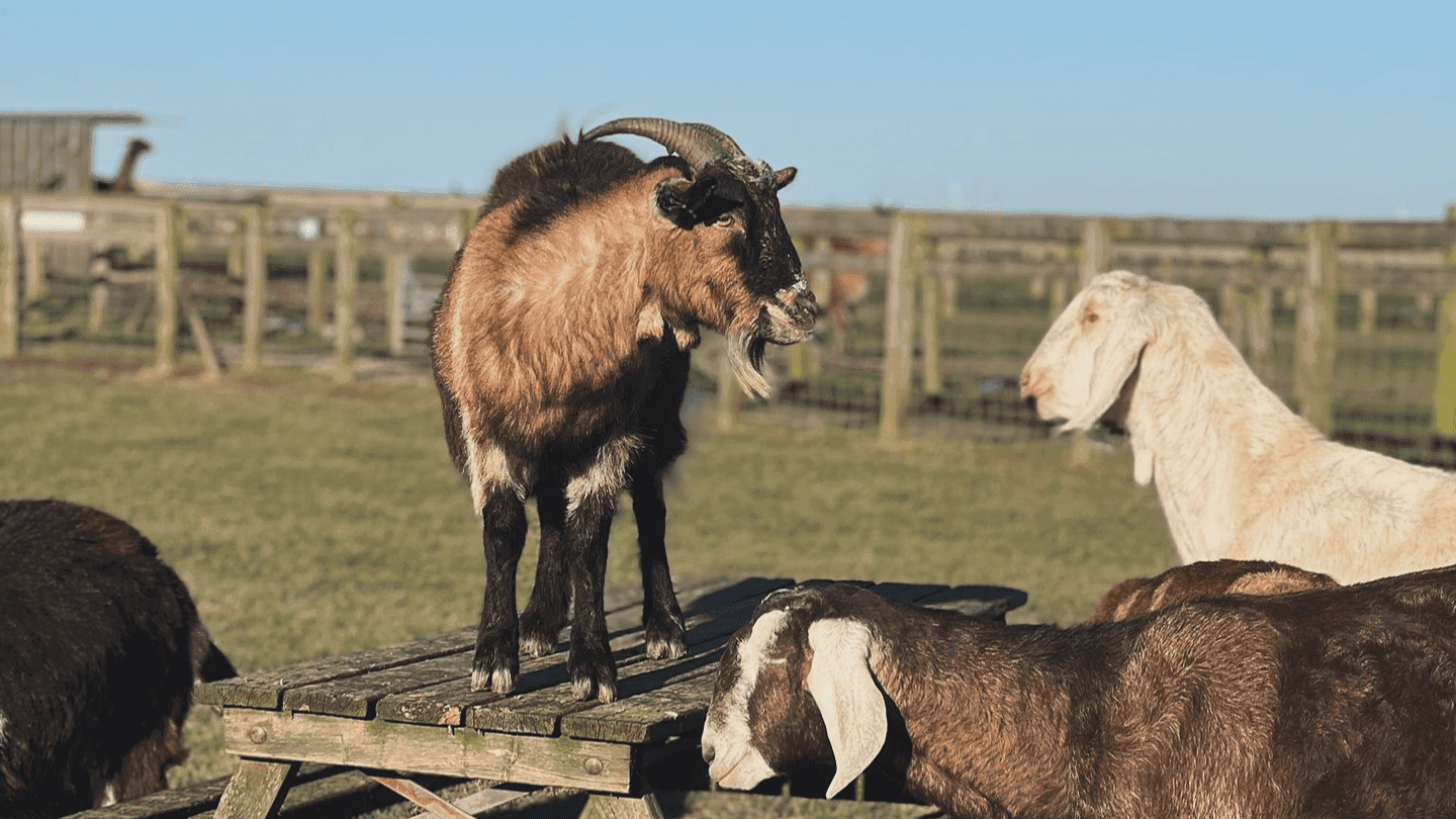 Swithens Farm Leeds - Photo