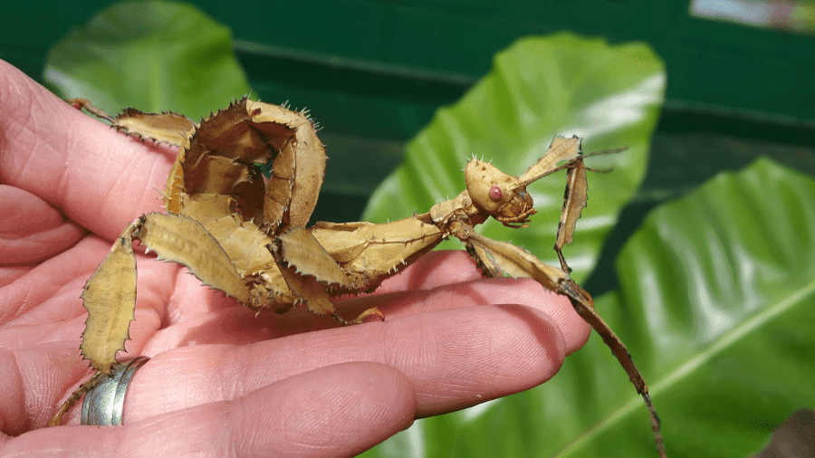 Stratford Butterfly Farm - Photo