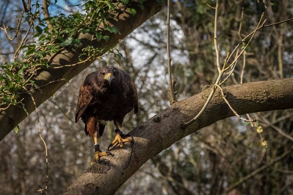 North East Falconry - Photo