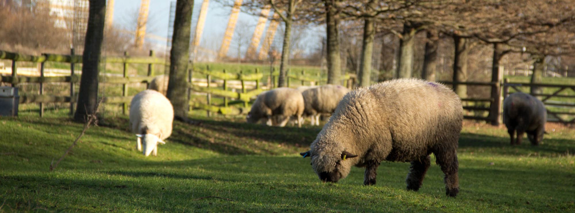 Mudchute Park and Farm