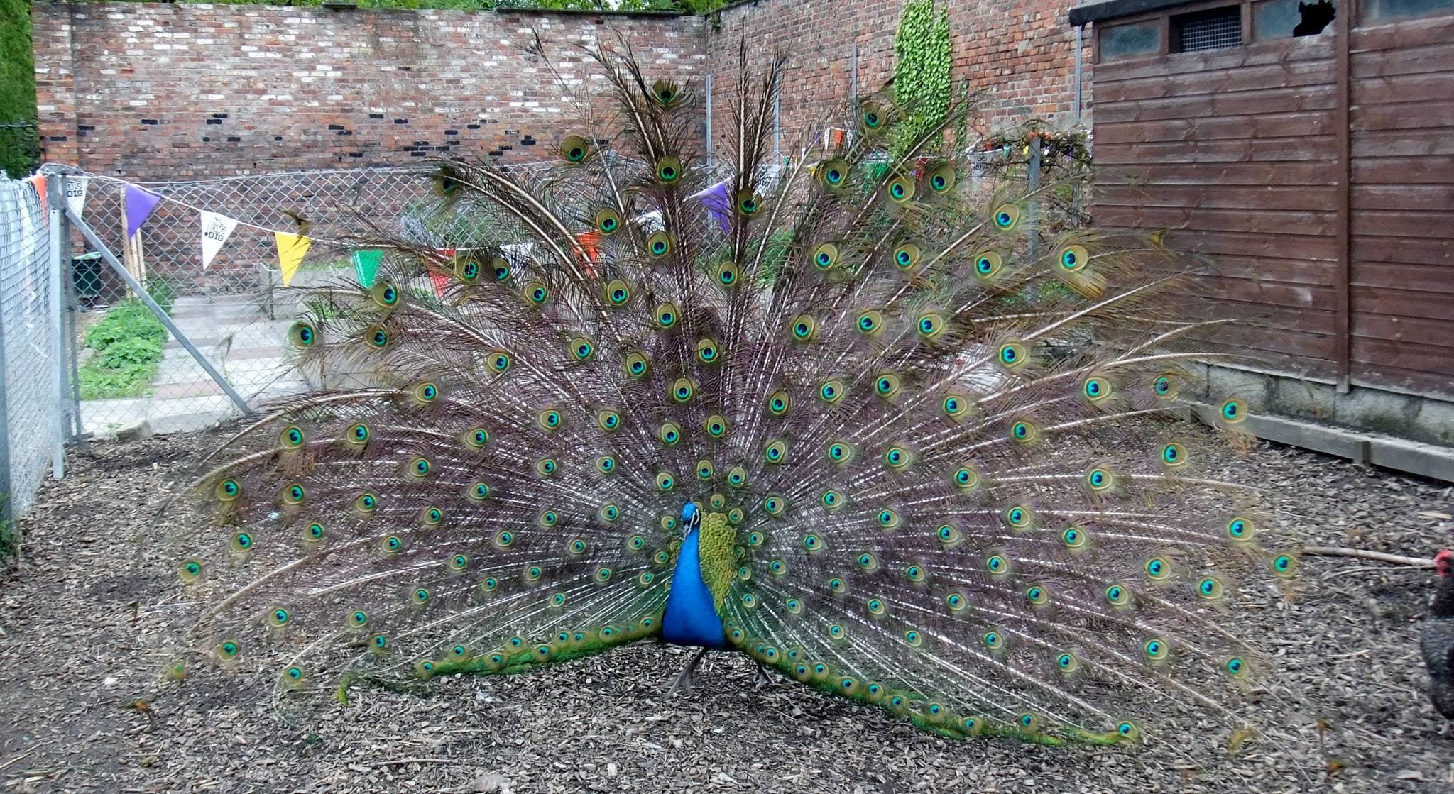 Wythenshawe Park Farm - Photo 1