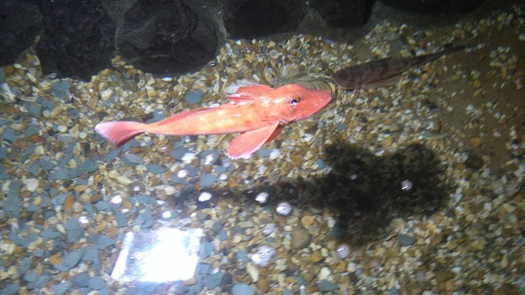 Fowey Aquarium - Photo 1