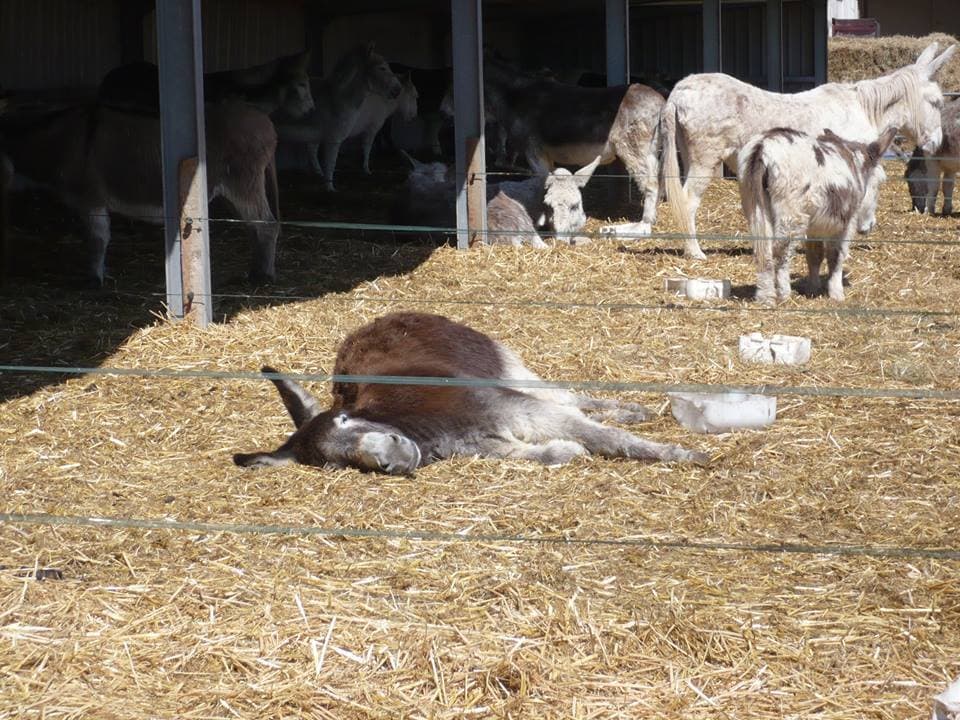 Island Farm Donkey Sanctuary - Photo