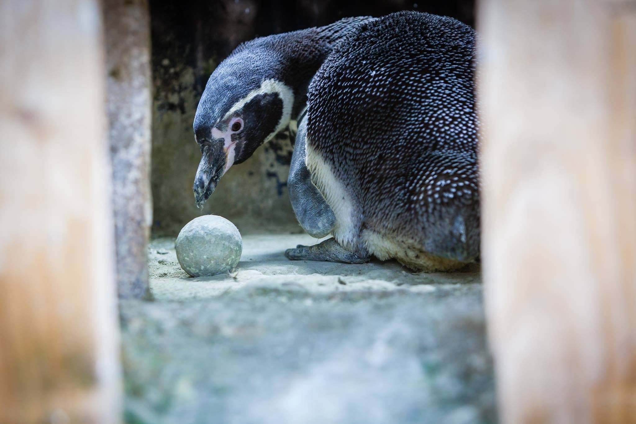 St Andrews Aquarium - Photo