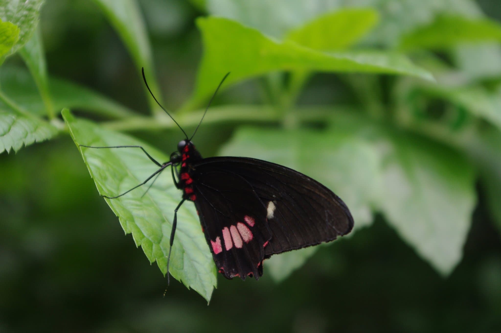Manor Heath Park and Jungle Experience - Photo