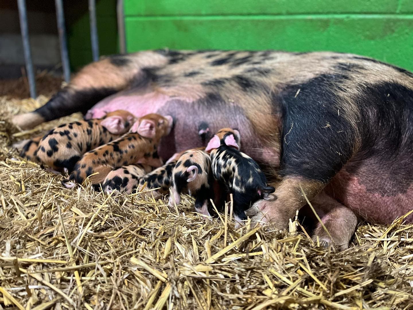 Monk Park Farm Visitor Centre - Photo