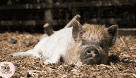 Pig Enthusiast Course at Kew Little Pigs Farm - Photo