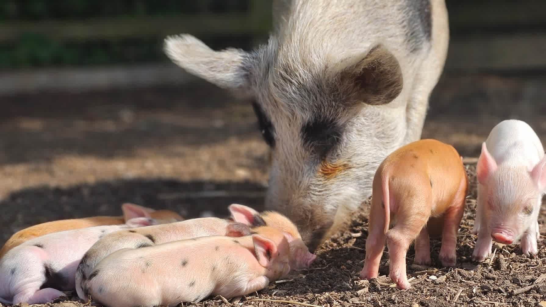 Pig Enthusiast Course at Kew Little Pigs Farm