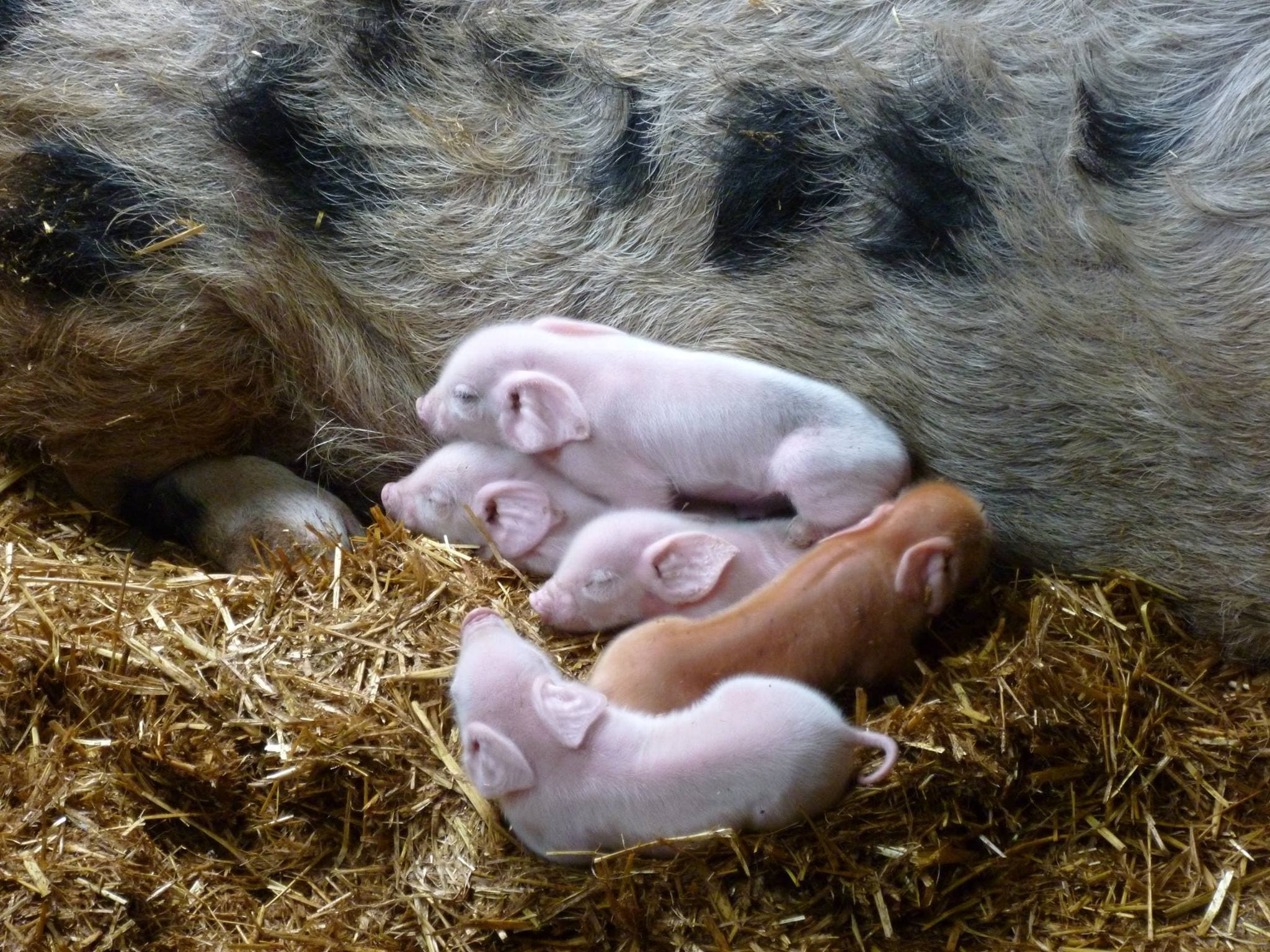 Tam O'Shanter Urban Farm - Photo