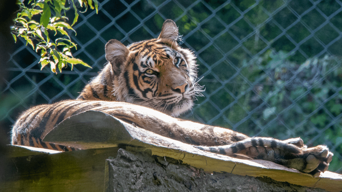 Paignton Zoo - Photo