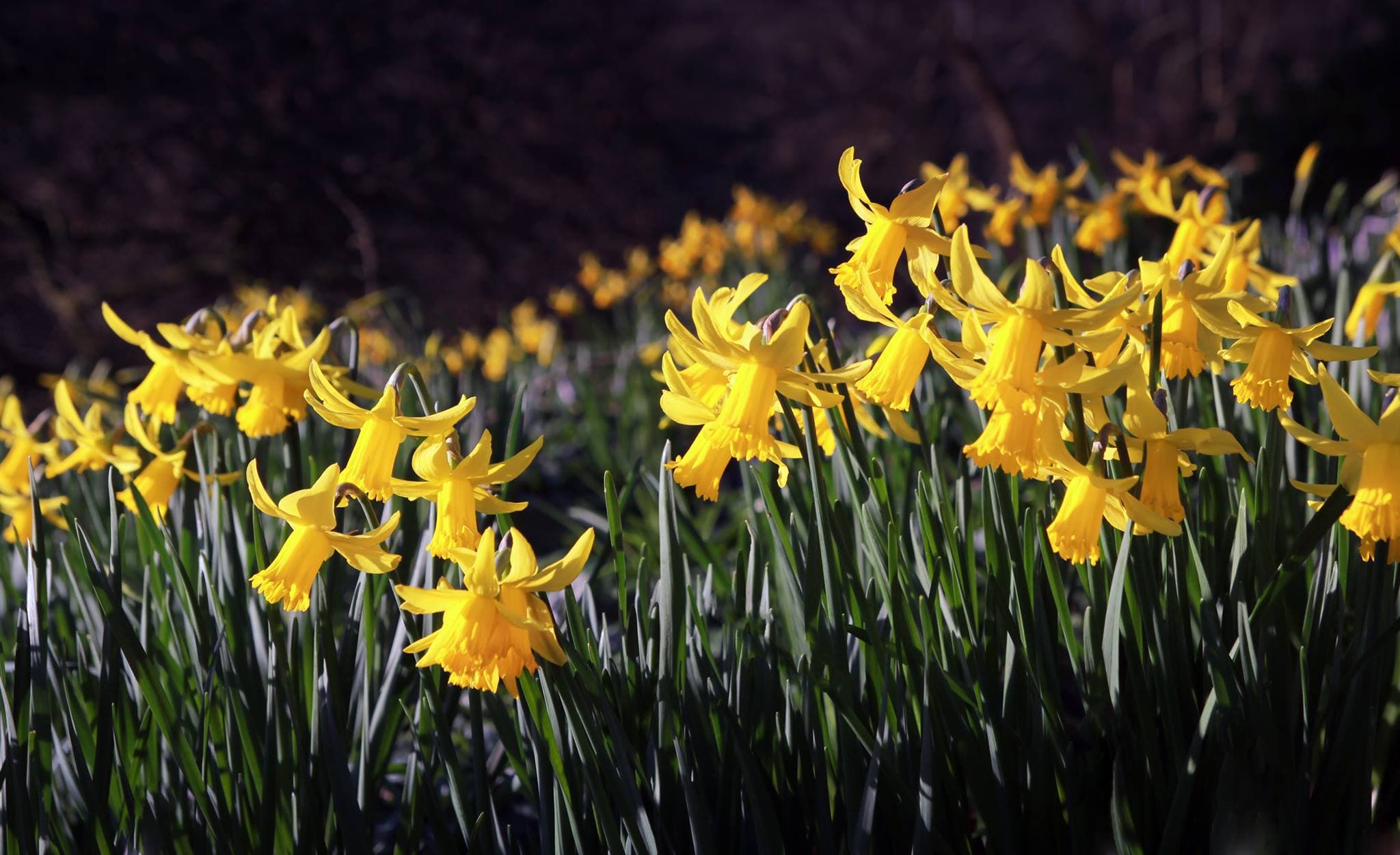 Kingston Maurward Gardens & Animal Park - Photo