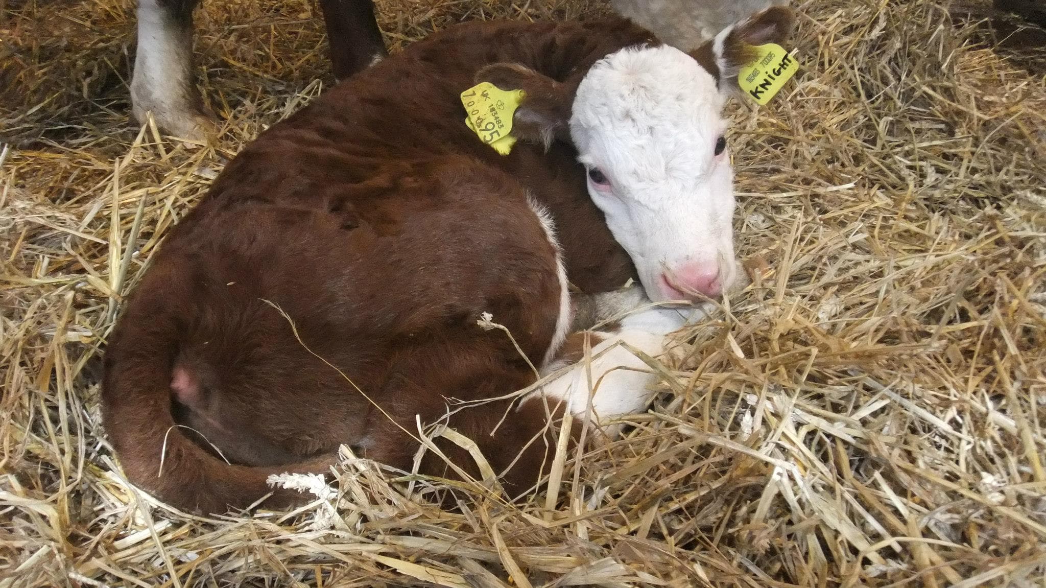Wythenshawe Park Farm - Photo