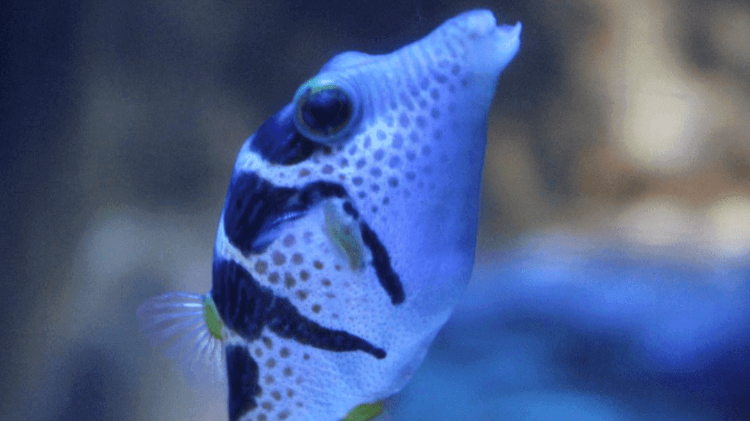 Exploris Aquarium - Photo