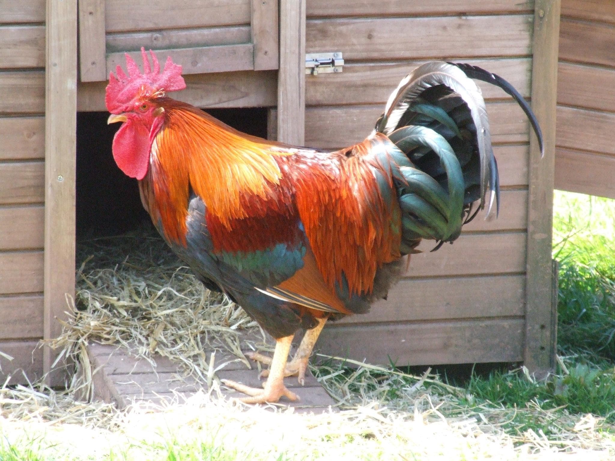Greenmeadow Community Farm - Photo