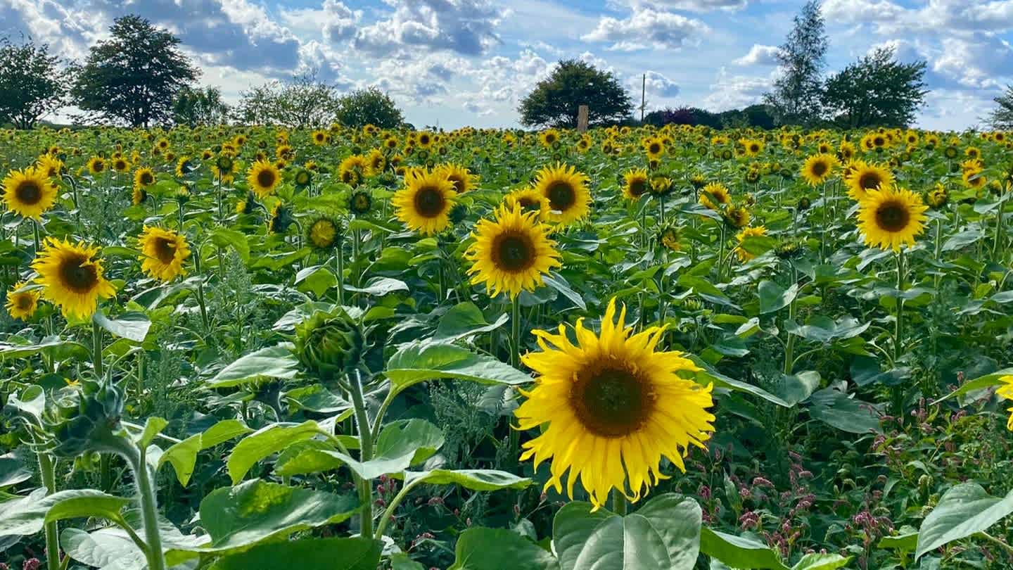 Kenyon Hall Farm - Photo