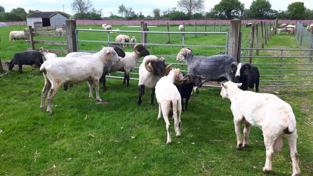 Melsop Farm Park - Photo 1