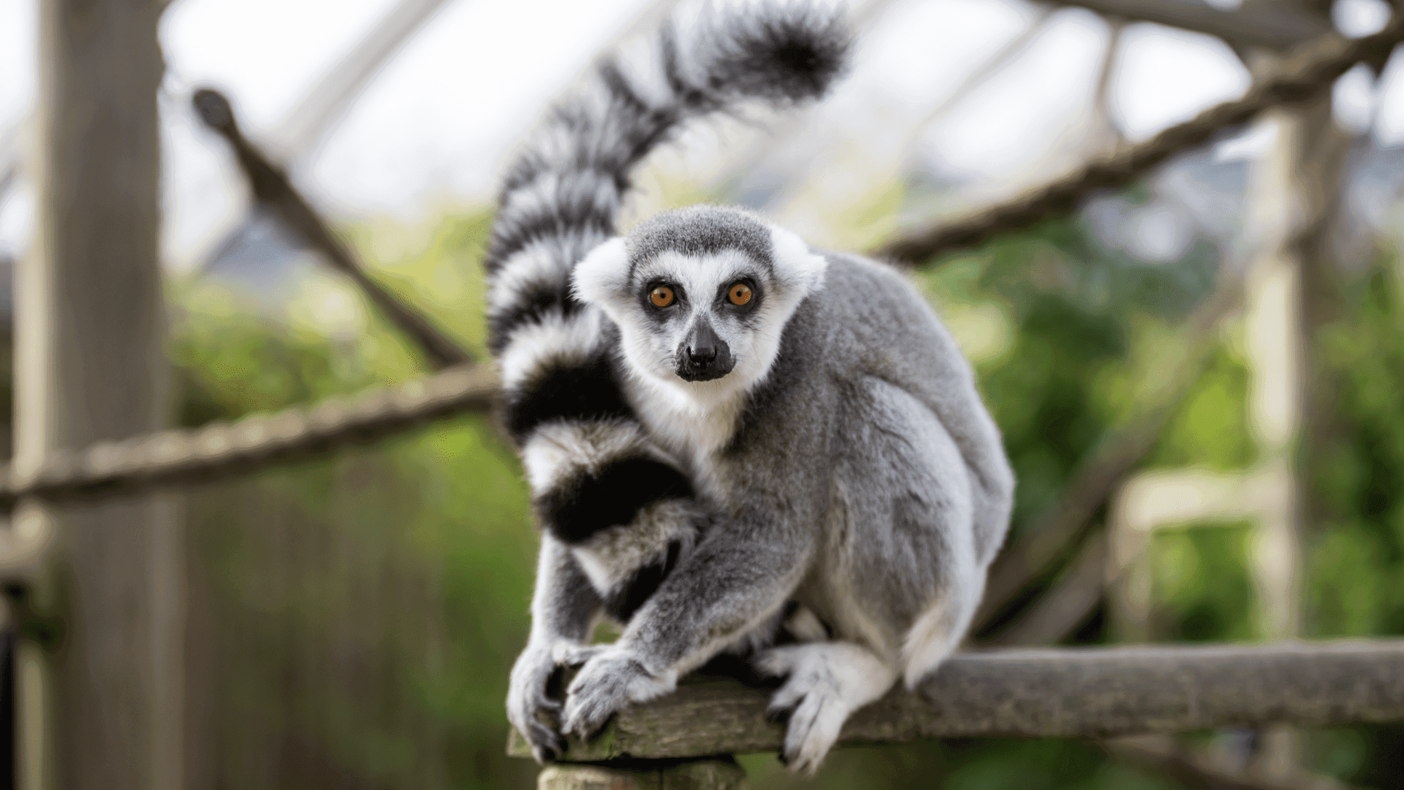 BCA Zoo - Photo
