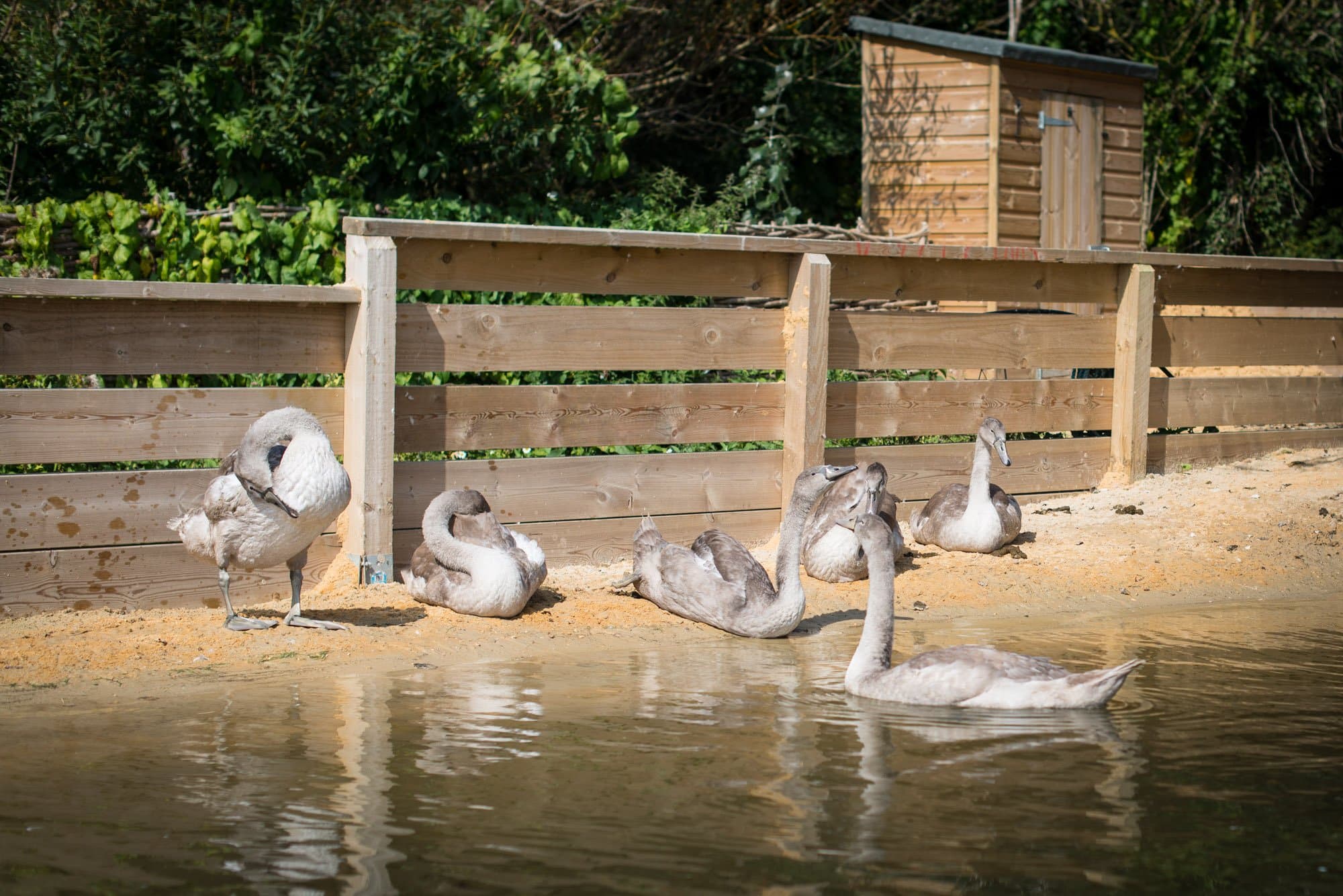 Abbotsbury Swannery