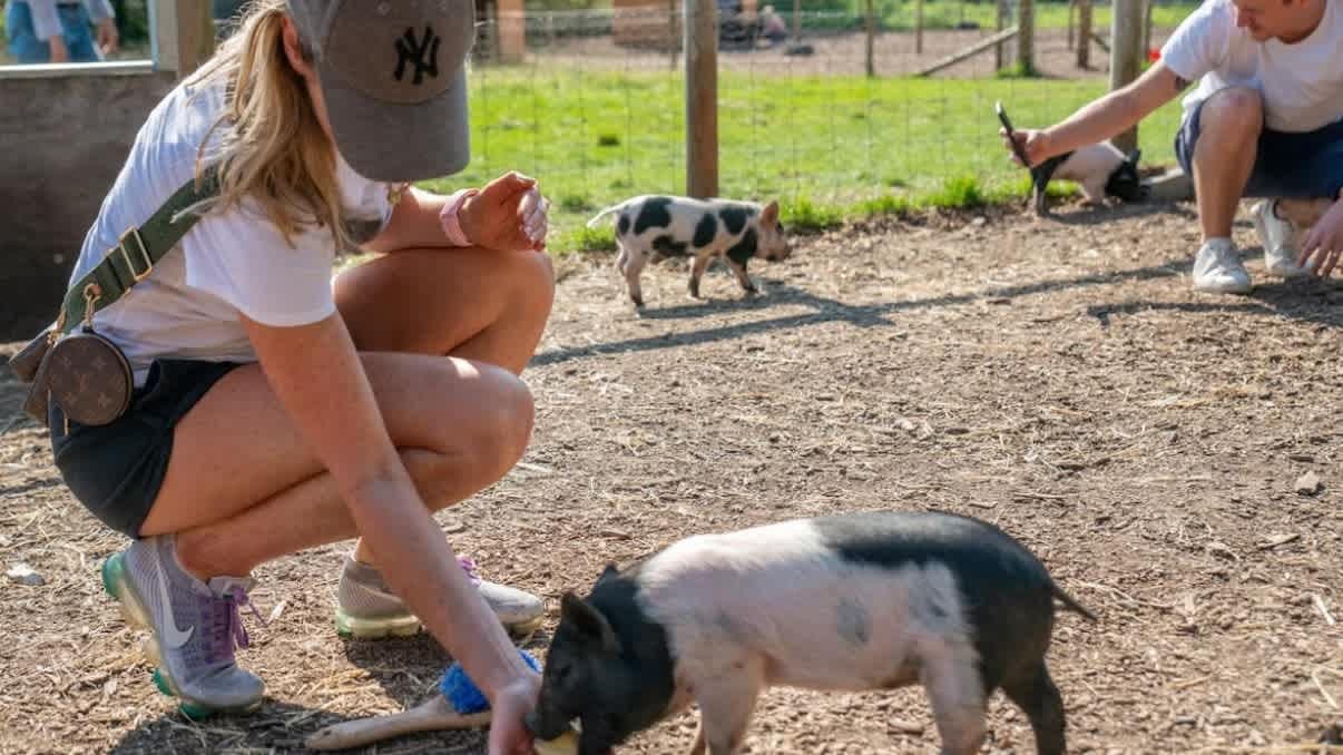 Piggy Pet and Play - Photo
