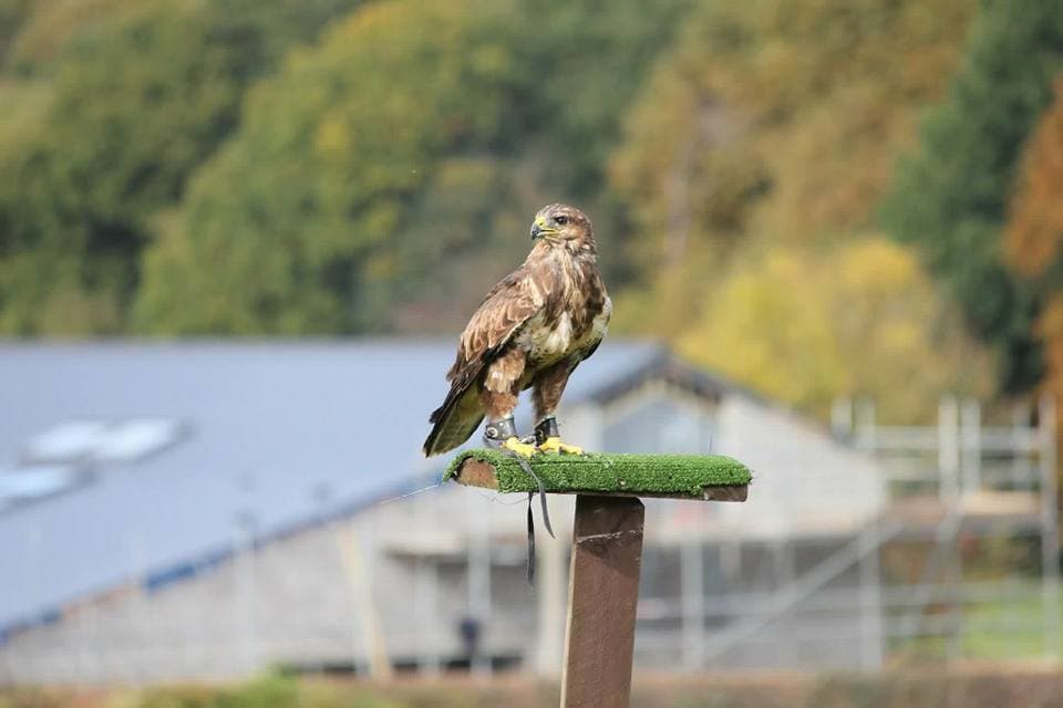Willows Bird of Prey Centre - Photo