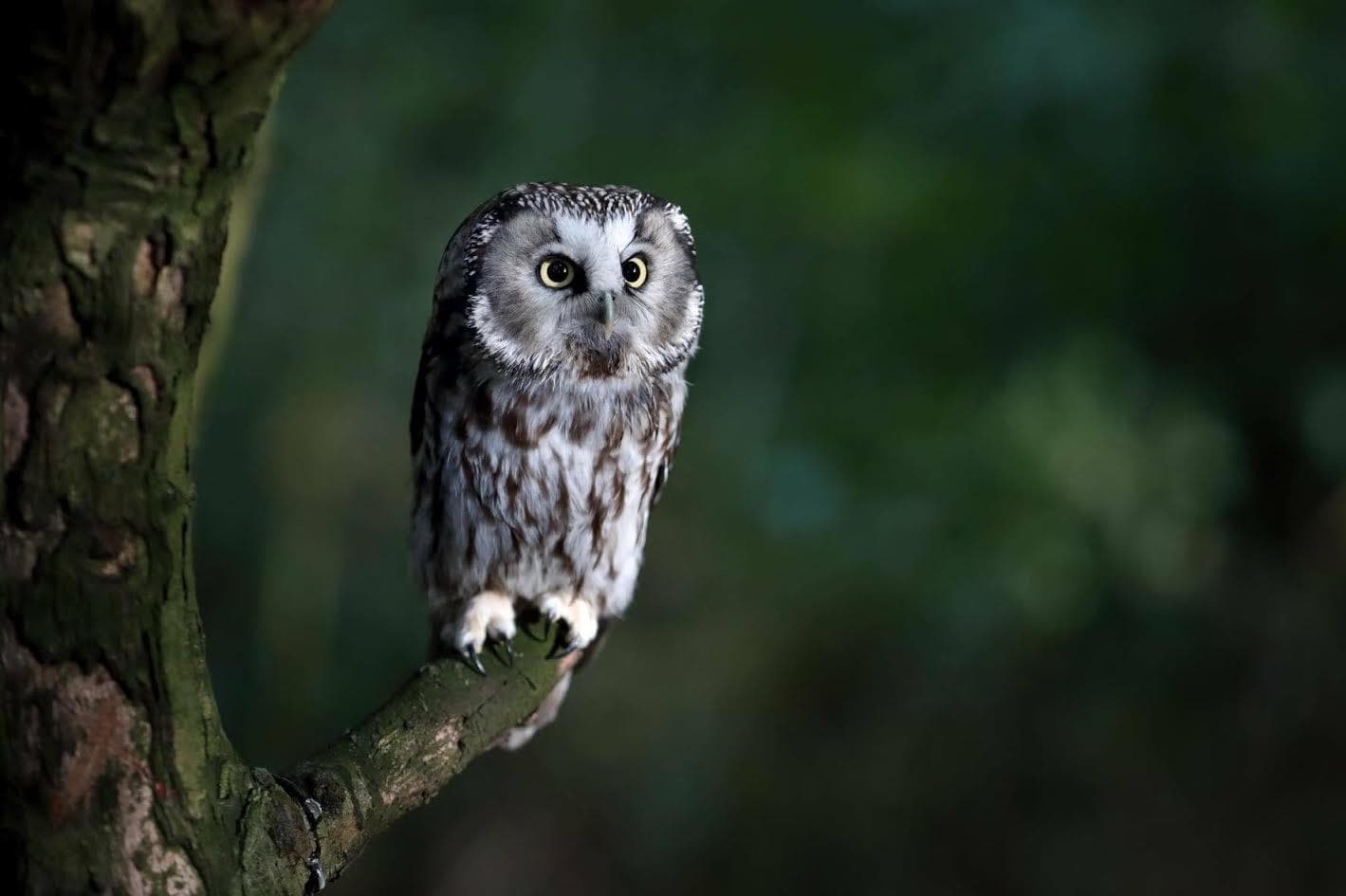 The Kent Owl Academy - Photo