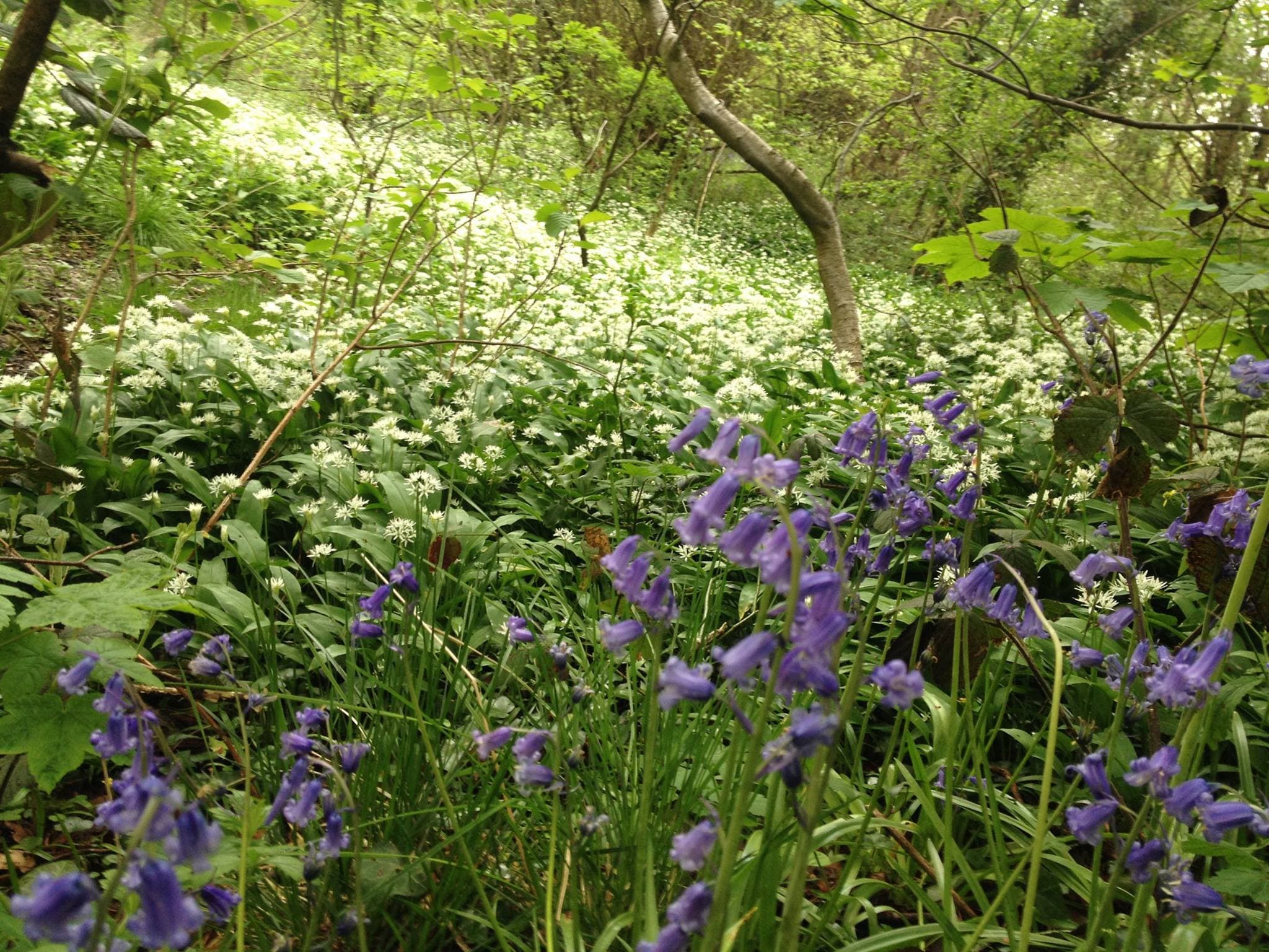 Lickey Hills Country Park - Photo