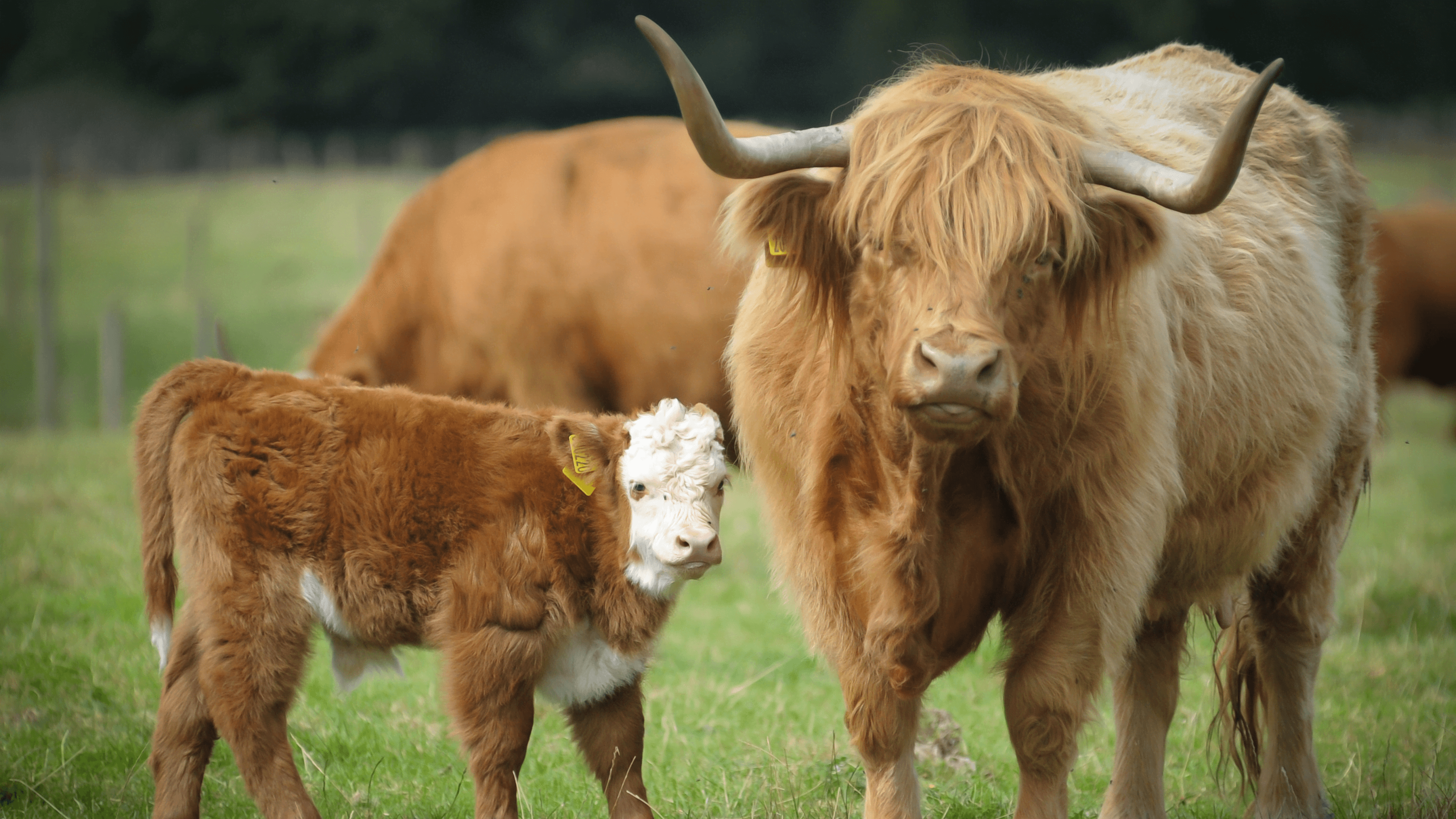Willows Activity Farm - Photo