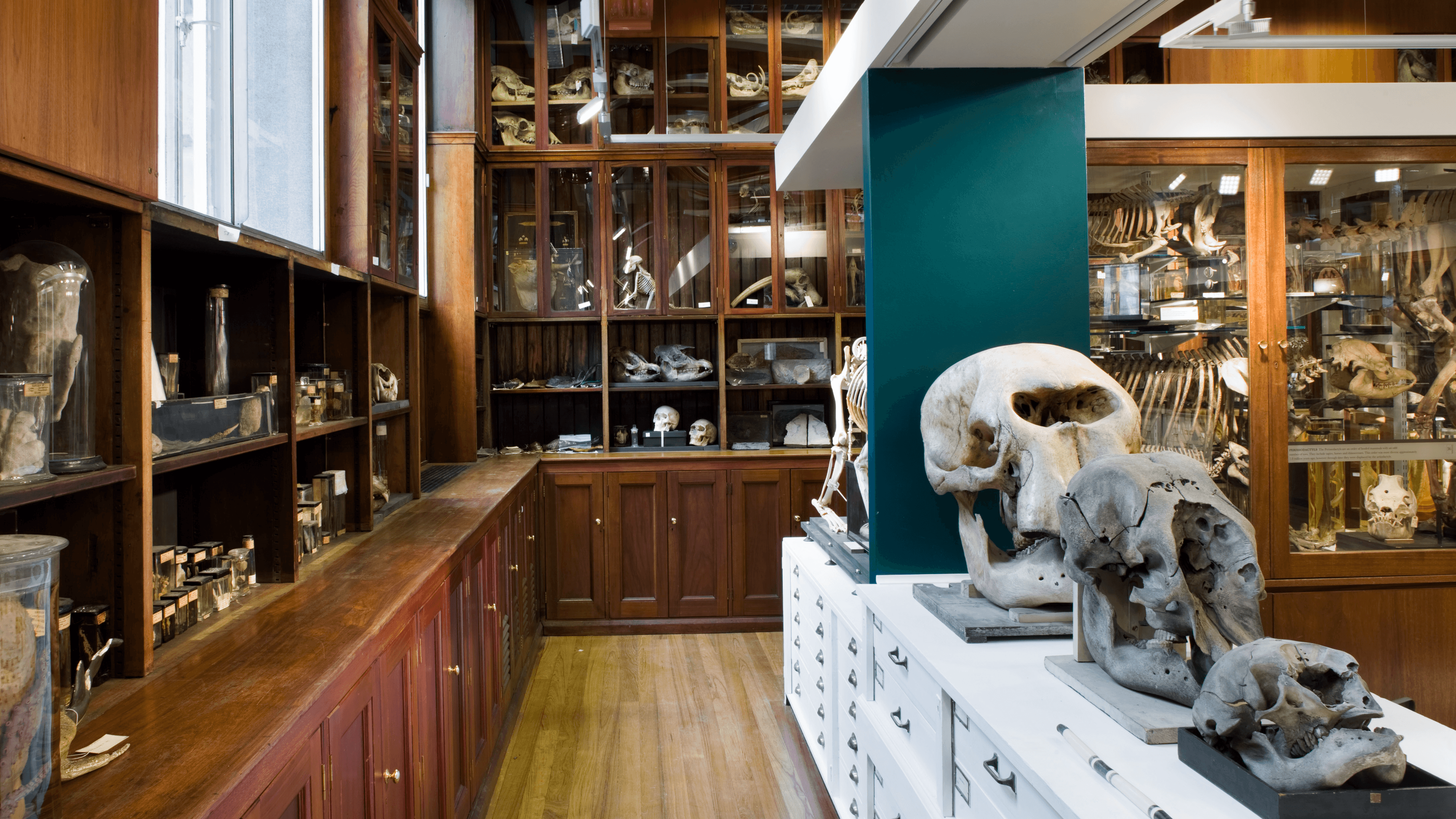Grant Museum of Zoology - Photo