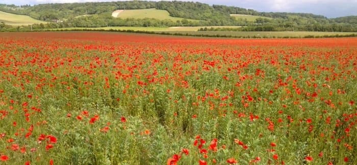 The Ridgeway National Trail