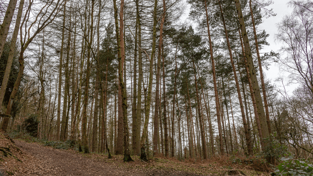 Etherow Country Park - Photo