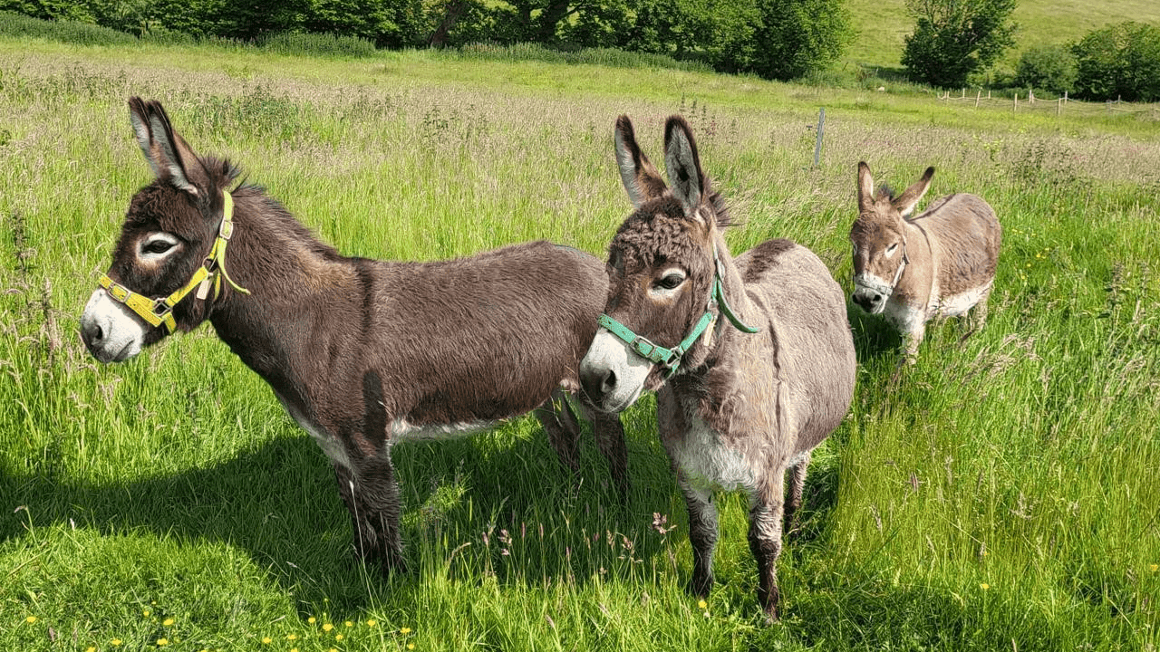 Moel Famau Donkeys - Photo