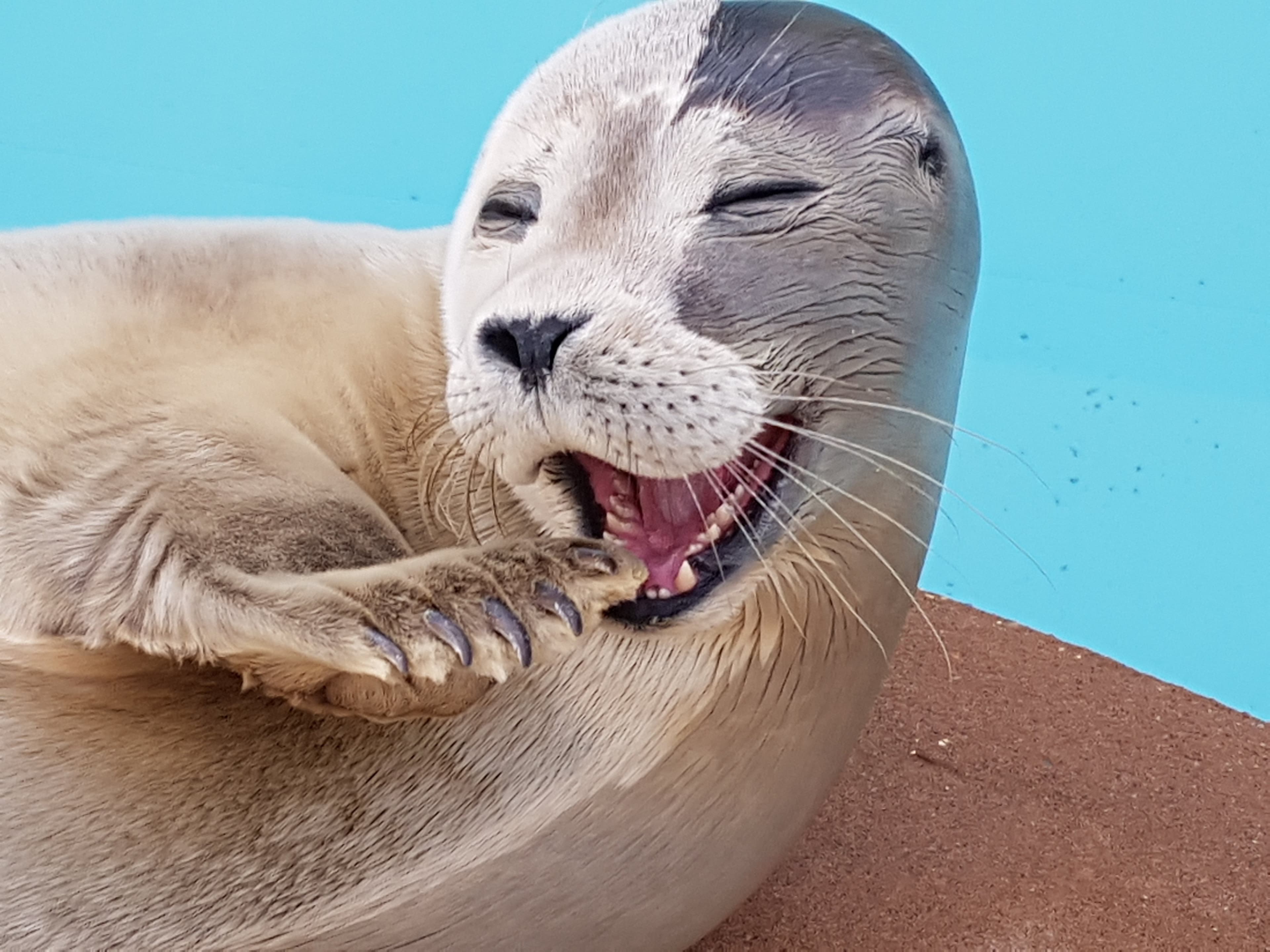 Natureland Seal Sanctuary