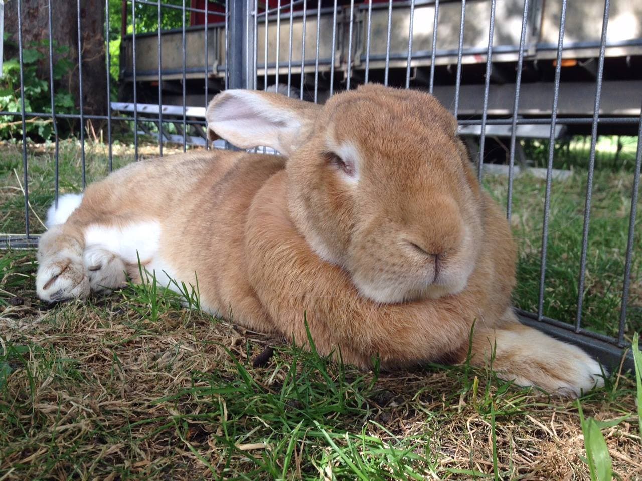 Deen City Farm - Photo