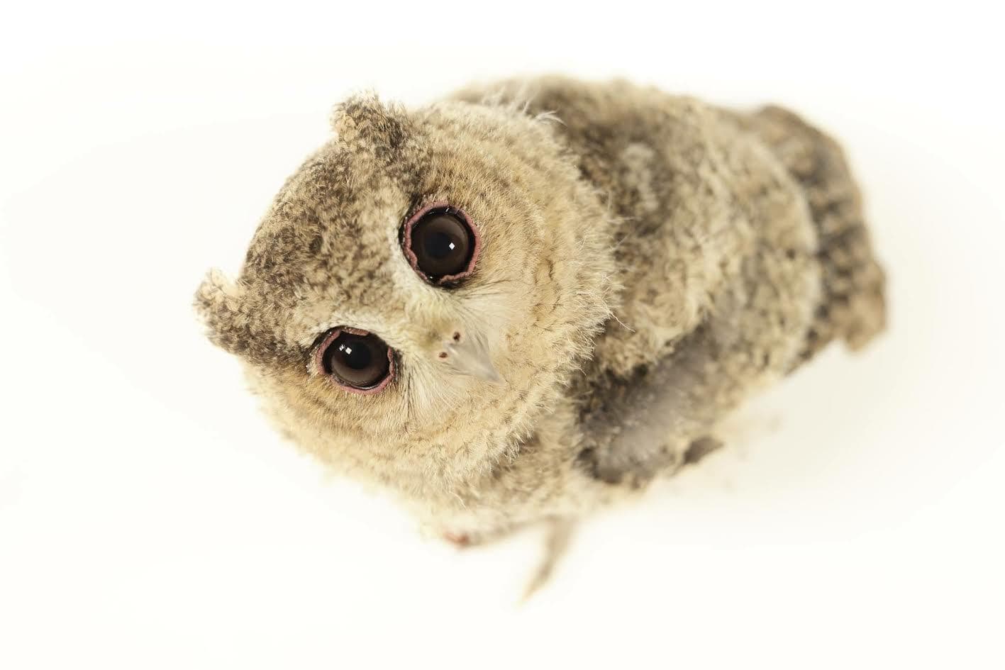 The Kent Owl Academy