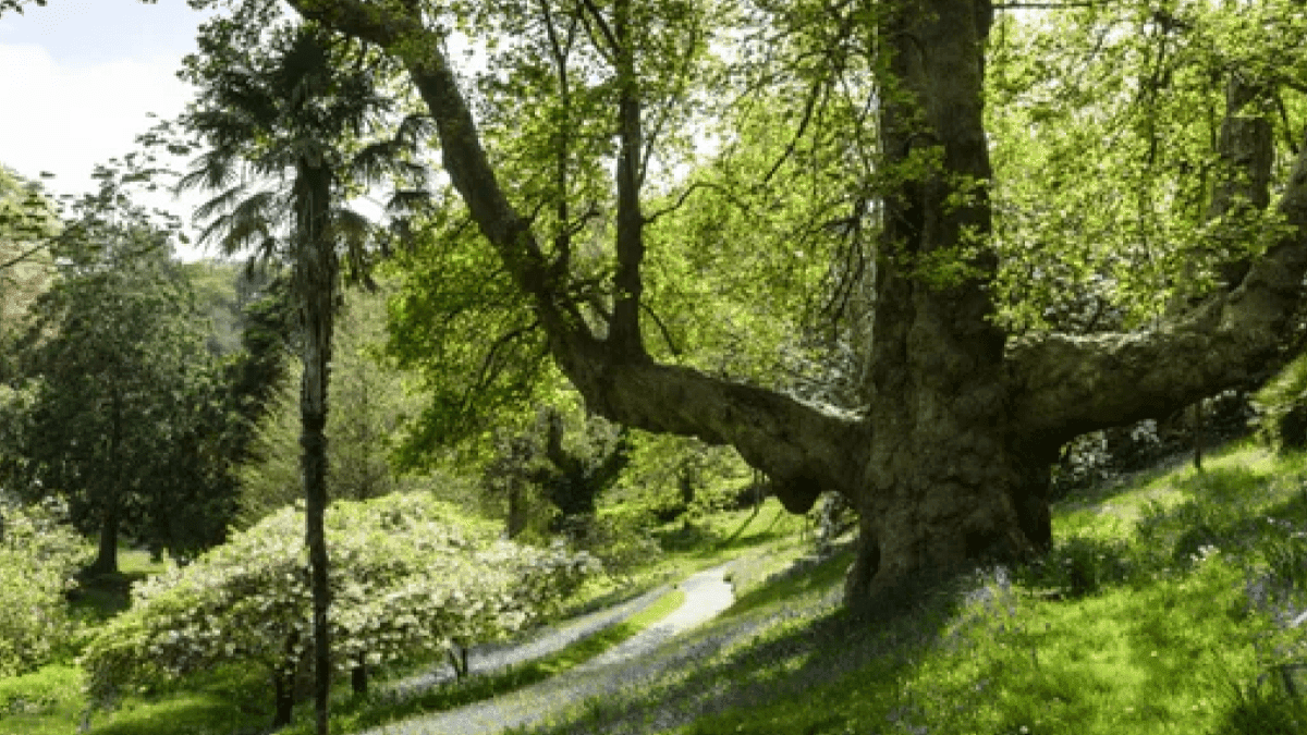 Glendurgan Garden - National Trust - Photo