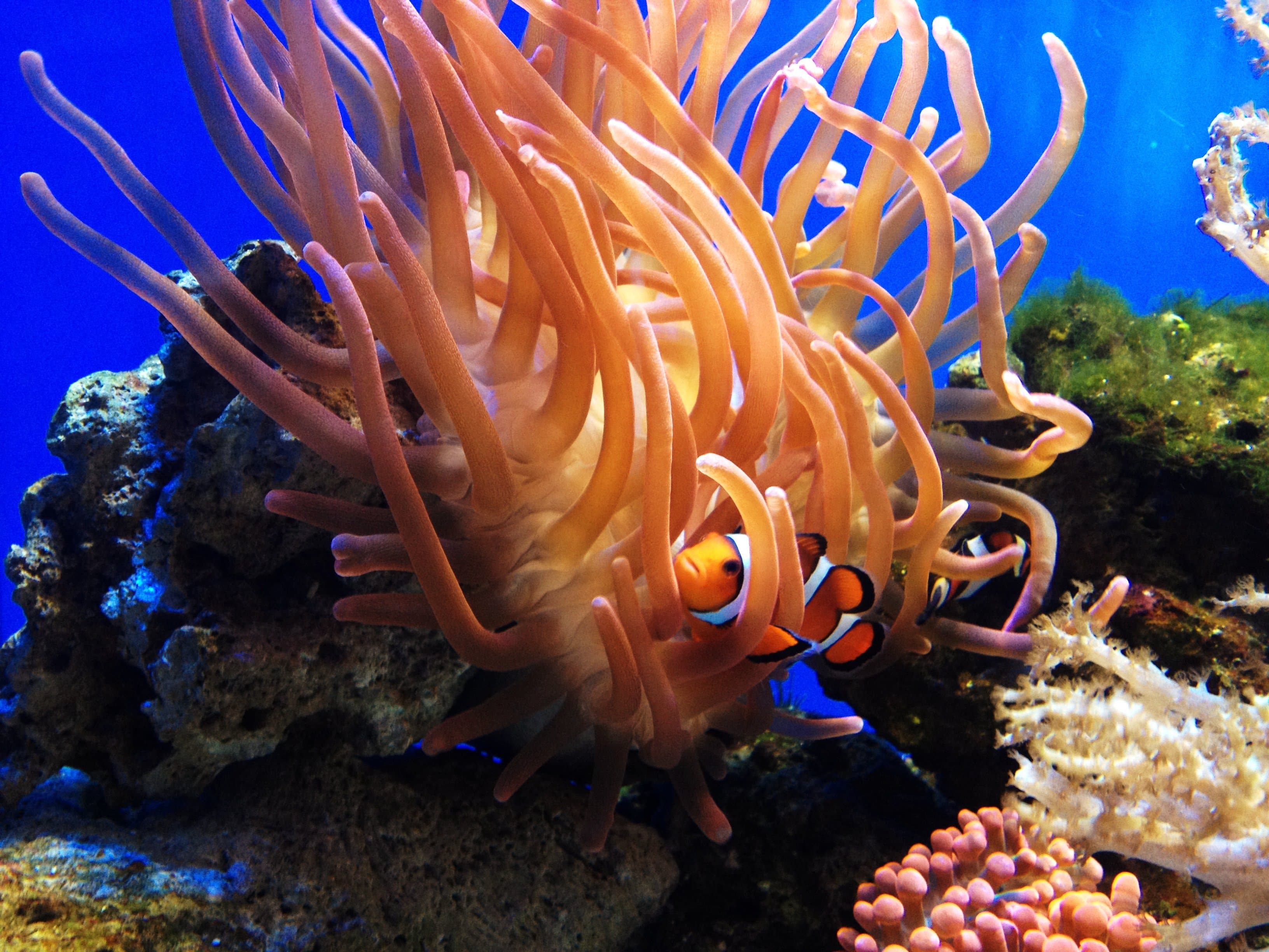 Blue Reef Aquarium Portsmouth - Photo