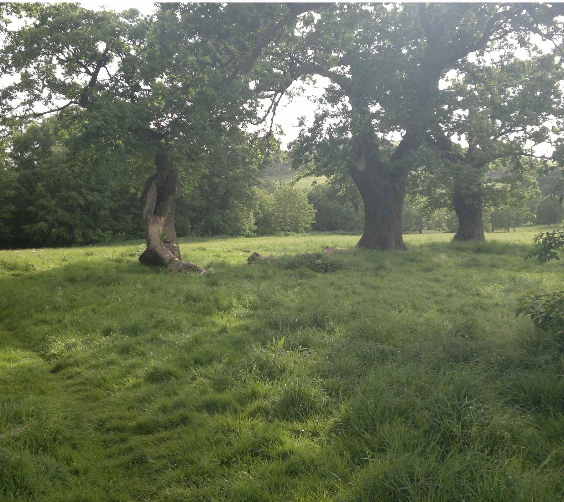 Ashton Court Disc Golf Park