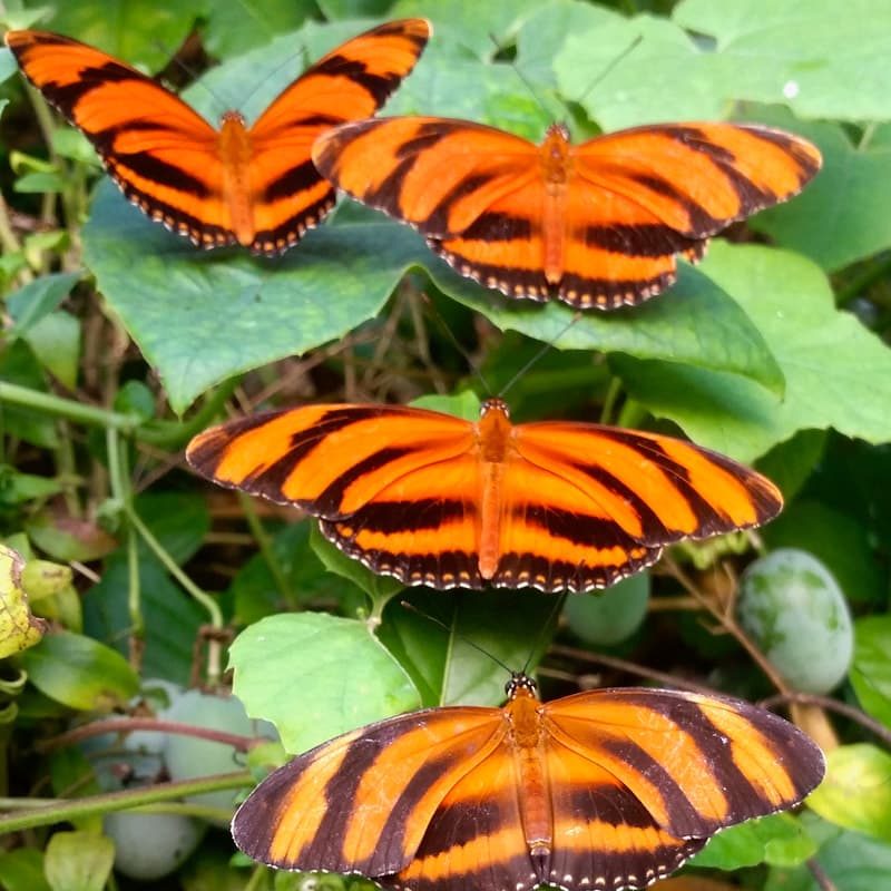 The Magic of Life Butterfly House - Photo
