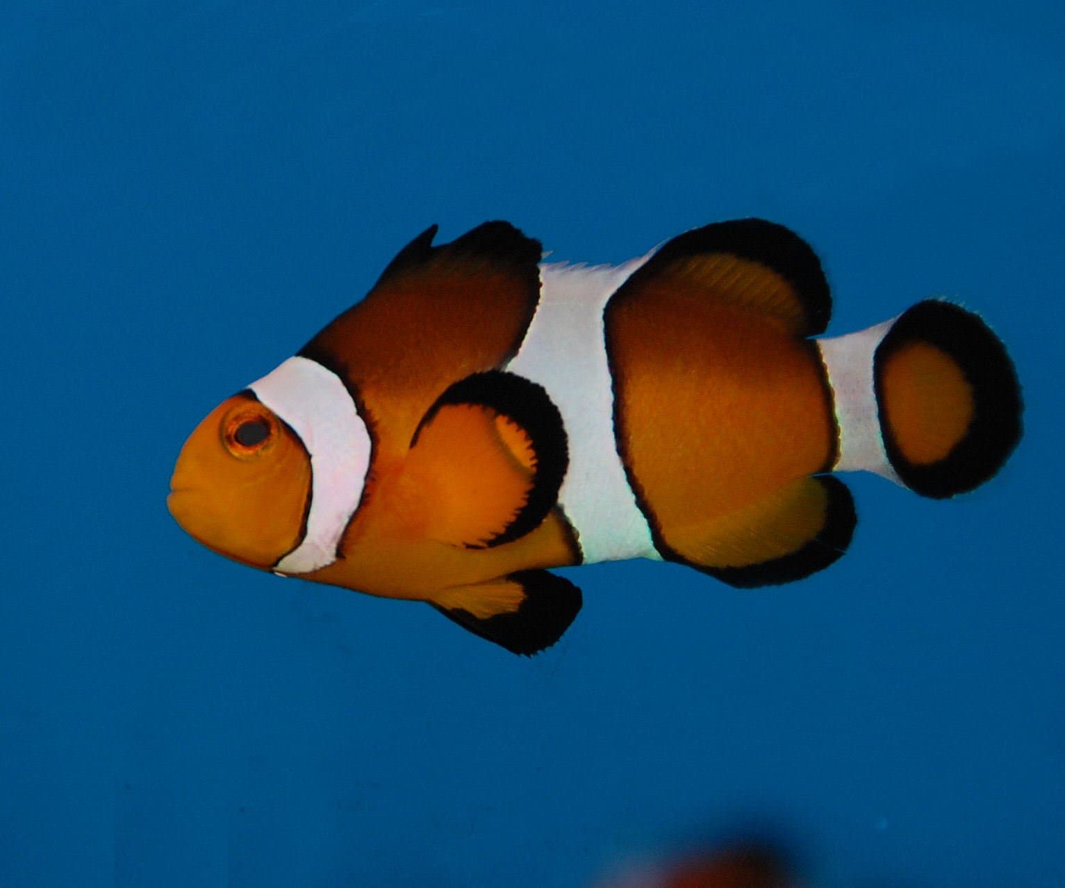 Lake District Coast Aquarium - Photo 1