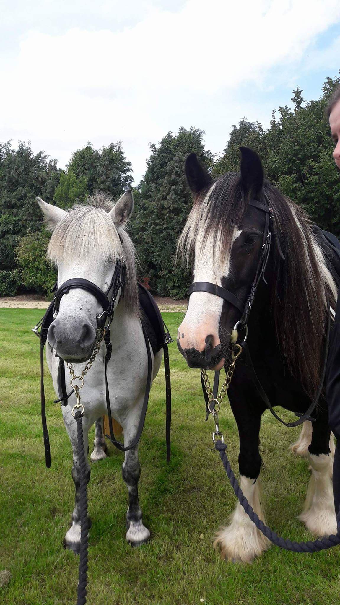 Pony Pursuits - Photo