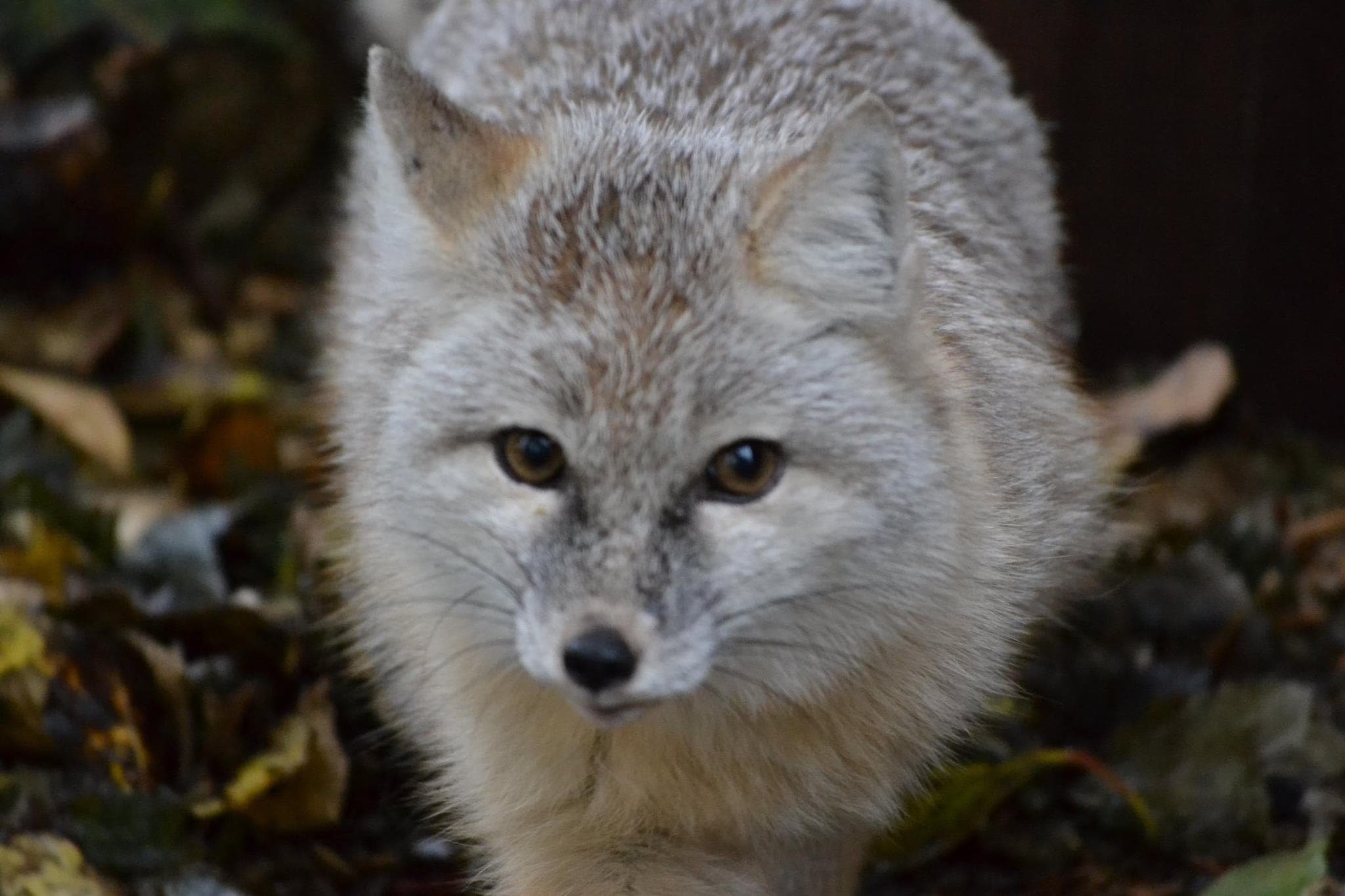Greenacres Animal Park