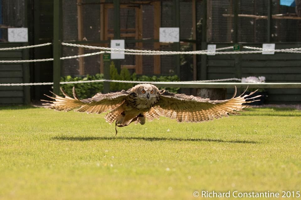 The Staffordshire Owl Experience and Birds of Prey Rescue Centre - Photo