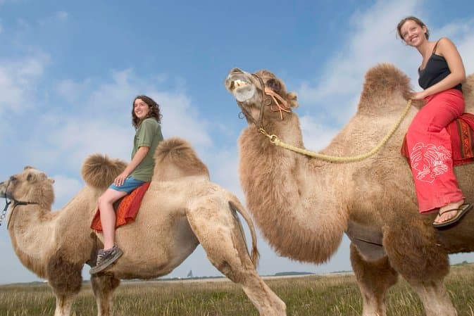 Cornish Camels