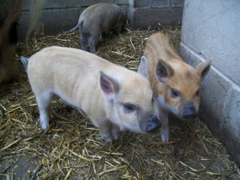 Bowland Wild Boar Park