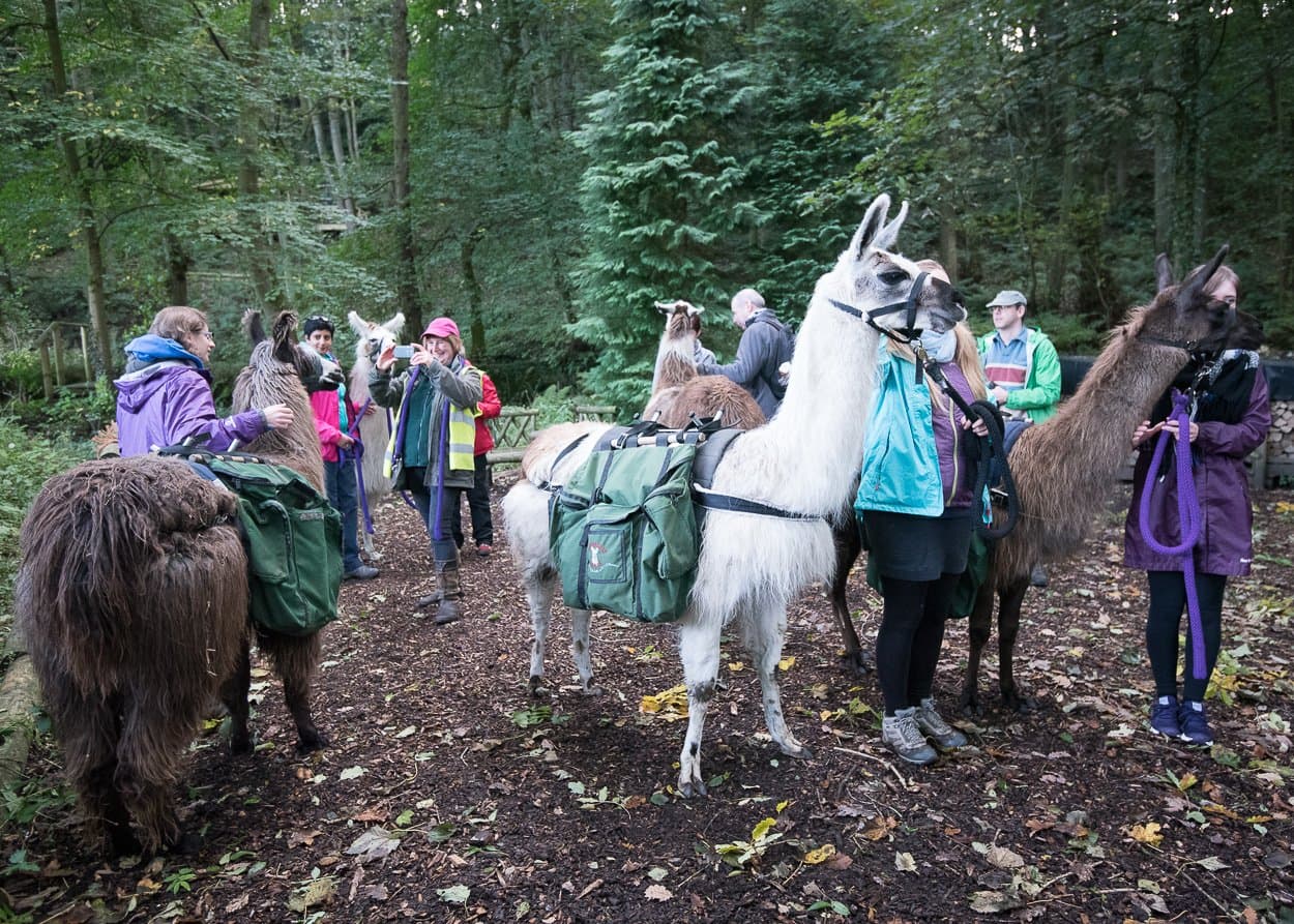 Nidderdale Llamas - Photo