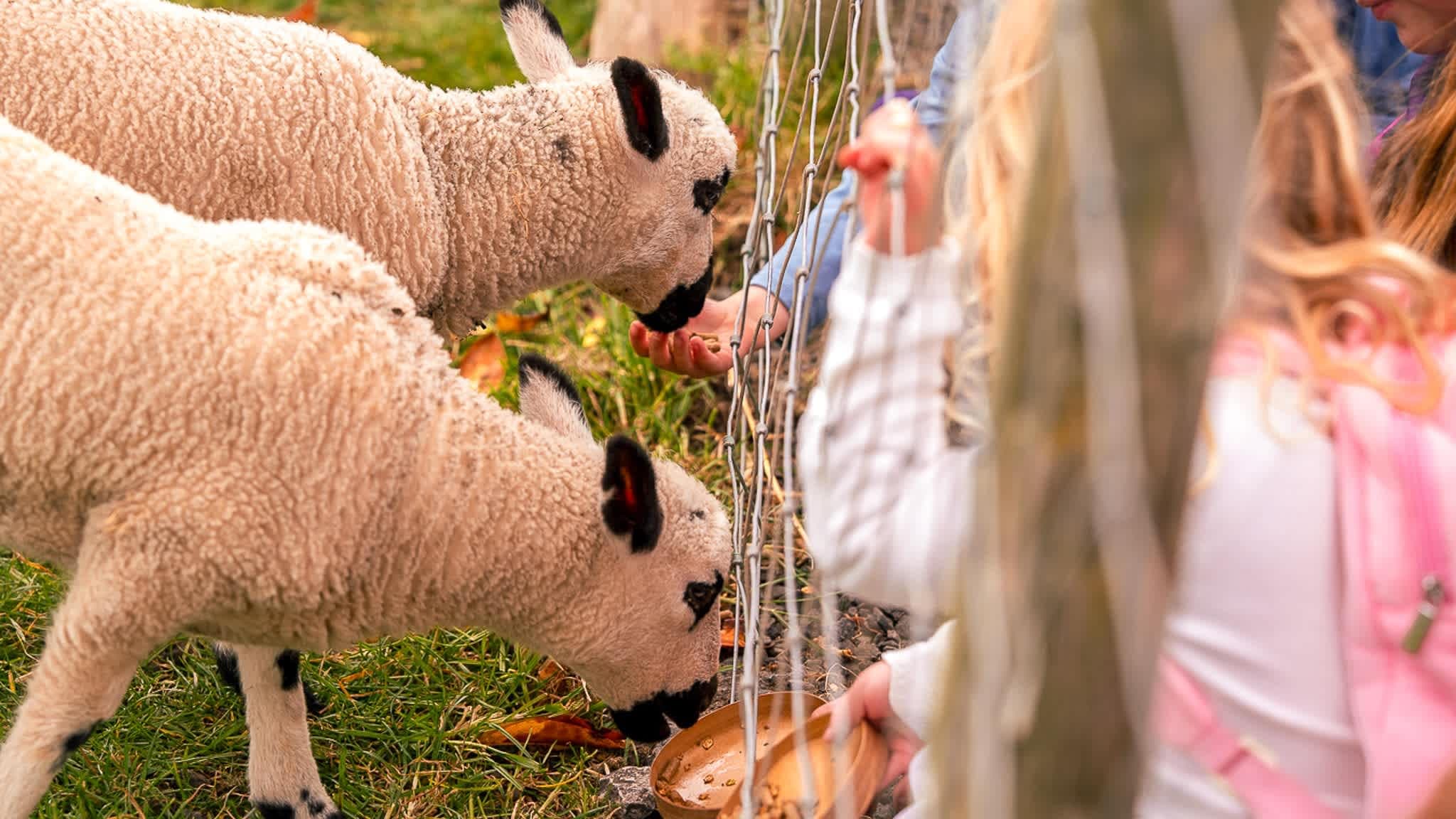 Manorafon Farm Park - Photo