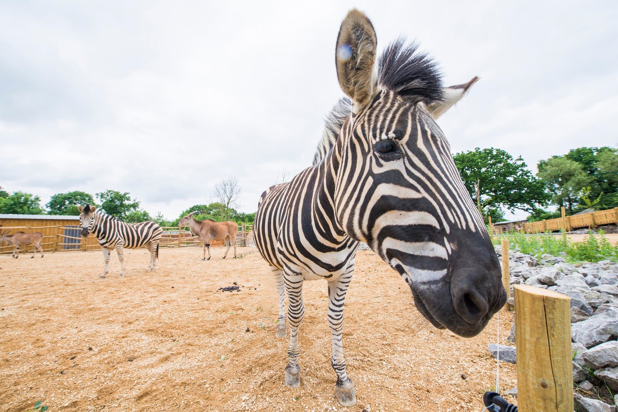 Bristol Zoo Project (Previously Wild Place Project) - Photo